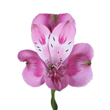 Lavender Alstroemeria Stems Flower Bouquets