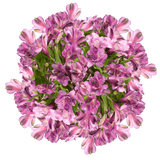 Lavender Alstroemeria Stems Flower Bouquets