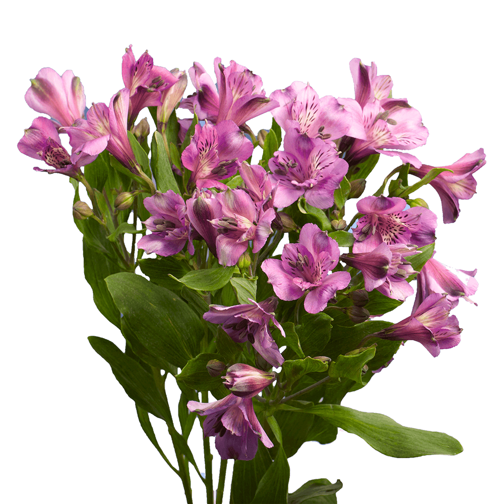 Lavender Alstroemeria Stems Flower Bouquets