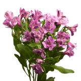 Lavender Alstroemeria Stems Flower Bouquets