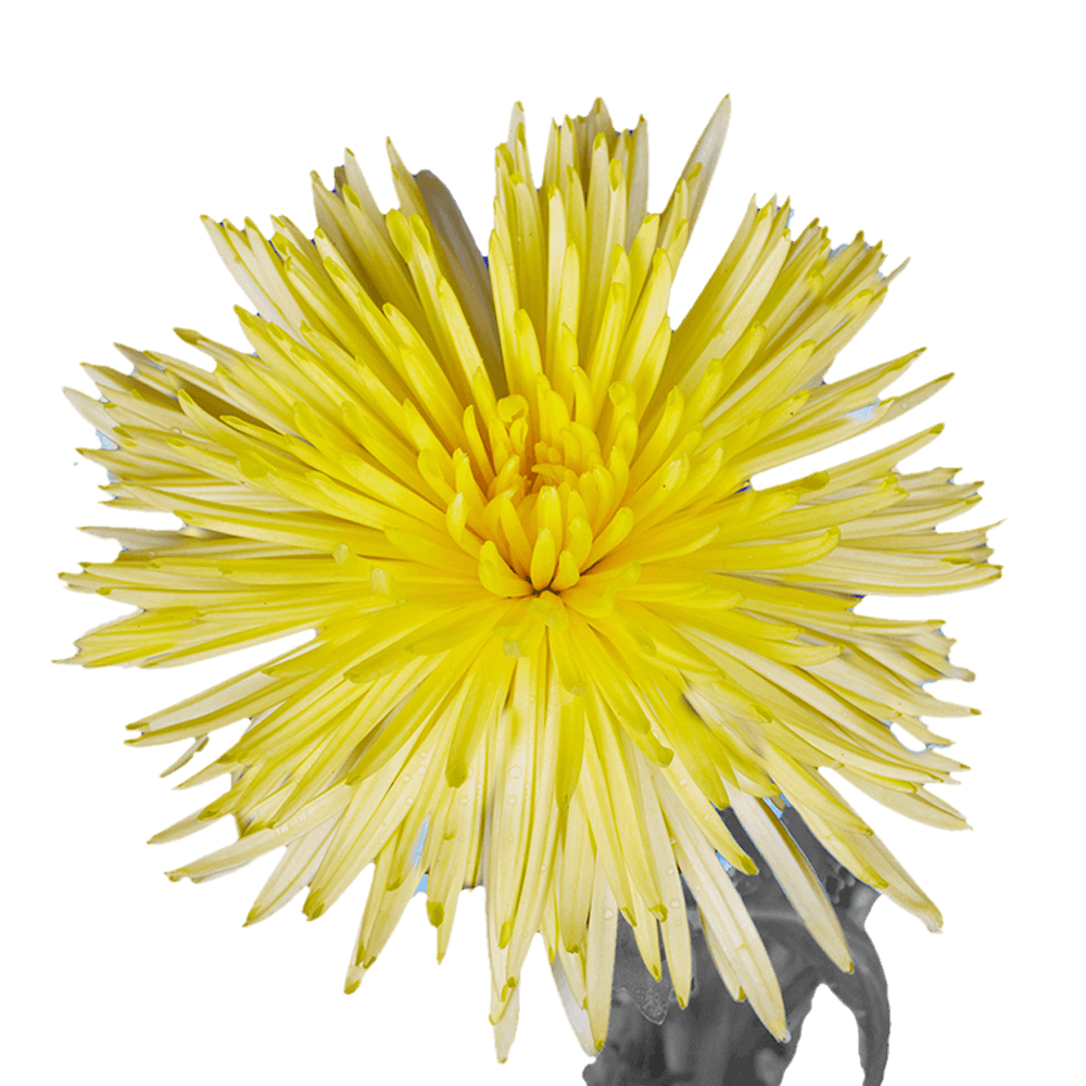 Yellow Fuji Spider Mums Bunches – Fresh Cut Flowers
