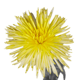 Yellow Fuji Spider Mums Bunches – Fresh Cut Flowers