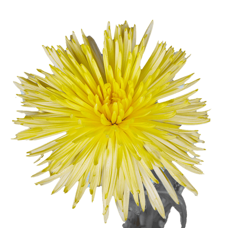 Yellow Fuji Spider Mums Bunches – Fresh Cut Flowers