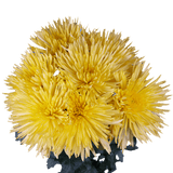 Yellow Fuji Spider Mums Bunches – Fresh Cut Flowers