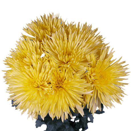 Yellow Fuji Spider Mums Bunches – Fresh Cut Flowers