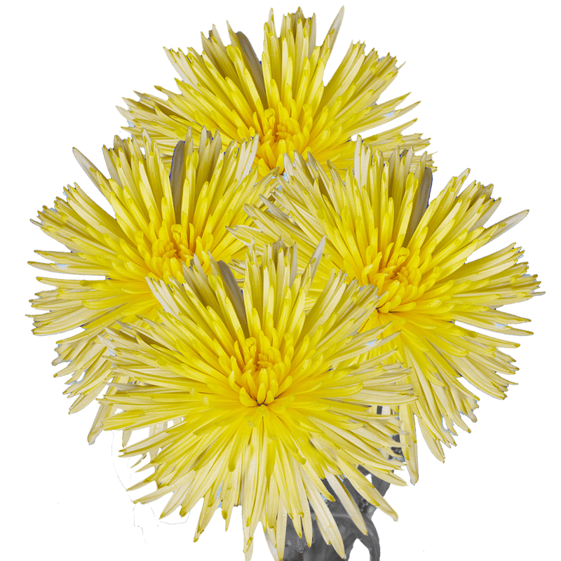 Yellow Fuji Spider Mums Bunches – Fresh Cut Flowers