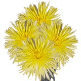 Yellow Fuji Spider Mums Bunches – Fresh Cut Flowers