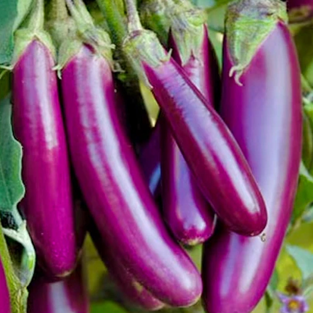 Long Purple Eggplant Seeds Heirloom Organic High Yield Garden Variety