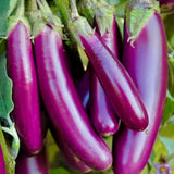 Long Purple Eggplant Seeds Heirloom Organic High Yield Garden Variety