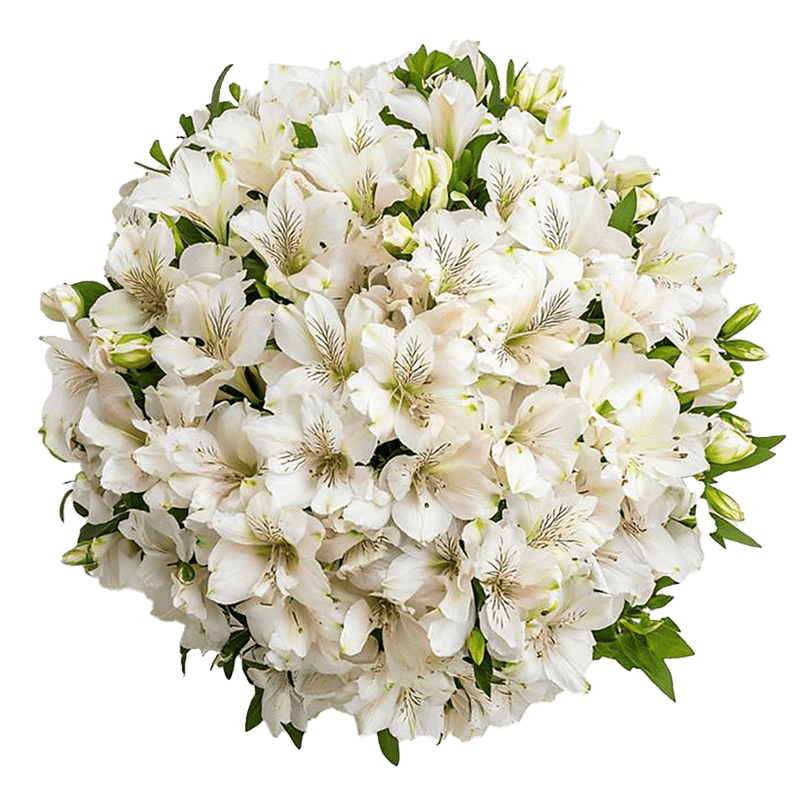 White Alstroemeria Stems Flower Bouquets