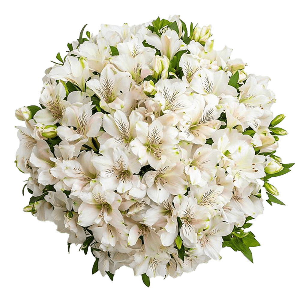 White Alstroemeria Stems Flower Bouquets