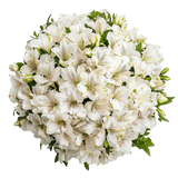 White Alstroemeria Stems Flower Bouquets