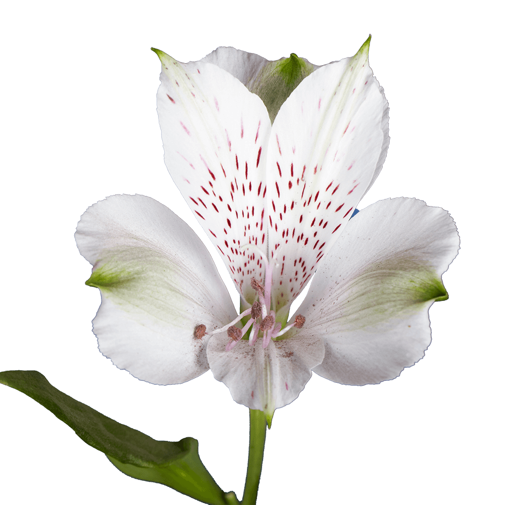 White Alstroemeria Stems Flower Bouquets