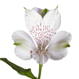 White Alstroemeria Stems Flower Bouquets