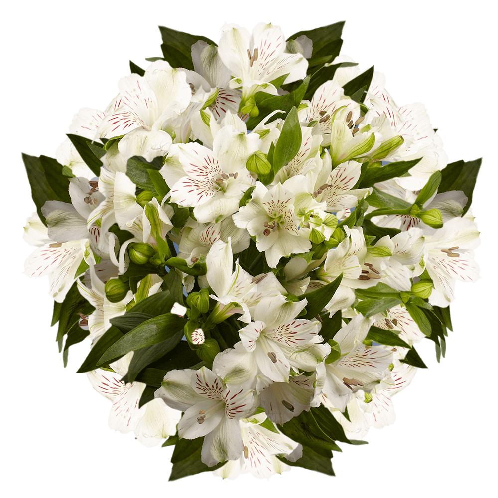 White Alstroemeria Stems Flower Bouquets