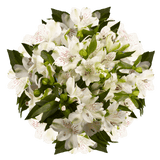 White Alstroemeria Stems Flower Bouquets