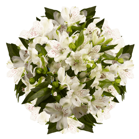 White Alstroemeria Stems Flower Bouquets