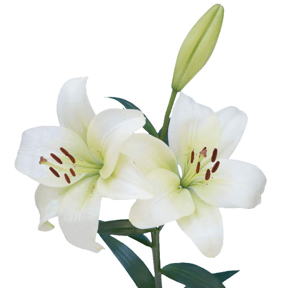 White Asiatic Lilies Premium Fresh Cut Wedding Flowers