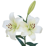 White Asiatic Lilies Premium Fresh Cut Wedding Flowers