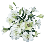 White Asiatic Lilies Premium Fresh Cut Wedding Flowers