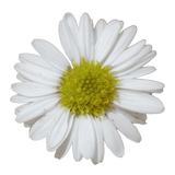 White Aster Flowers Fresh Cut Wholesale 60 Stems Snow White Daisy Blooms
