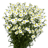 White Aster Flowers Fresh Cut Wholesale 60 Stems Snow White Daisy Blooms