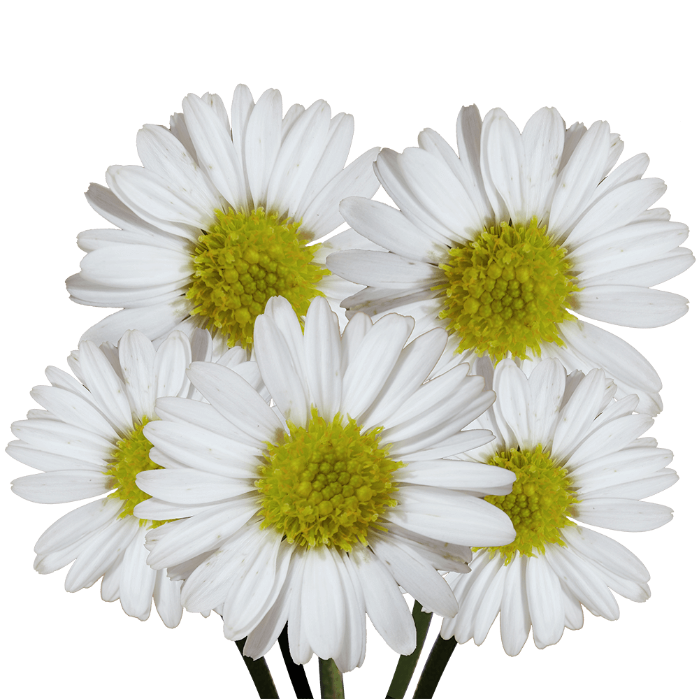 White Aster Flowers Fresh Cut Wholesale 60 Stems Snow White Daisy Blooms