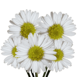 White Aster Flowers Fresh Cut Wholesale 60 Stems Snow White Daisy Blooms