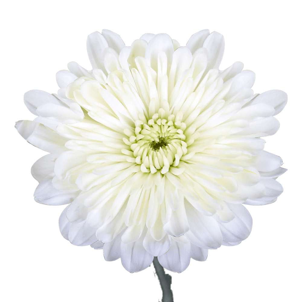White Cushion Pom Poms Bunches – Fresh Cut Flowers