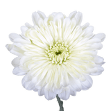 White Cushion Pom Poms Bunches – Fresh Cut Flowers