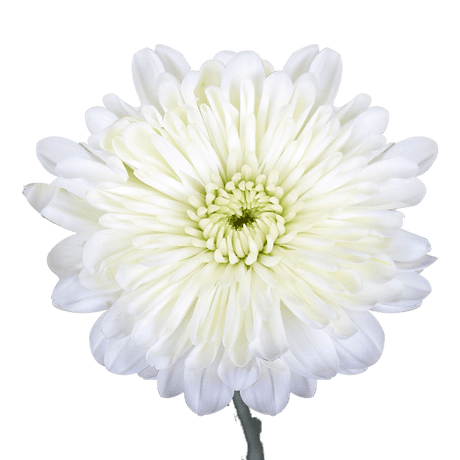 White Cushion Pom Poms Bunches – Fresh Cut Flowers