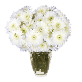 White Cushion Pom Poms Bunches – Fresh Cut Flowers