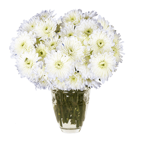 White Cushion Pom Poms Bunches – Fresh Cut Flowers