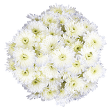 White Cushion Pom Poms Bunches – Fresh Cut Flowers