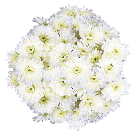 White Cushion Pom Poms Bunches – Fresh Cut Flowers