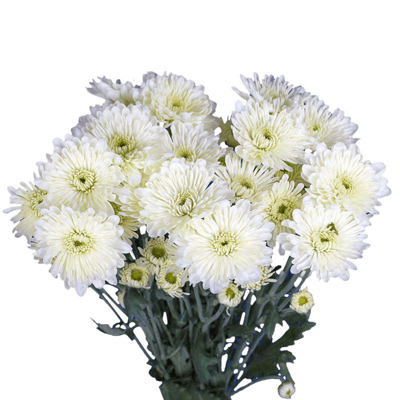 White Cushion Pom Poms Bunches – Fresh Cut Flowers
