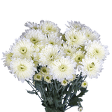 White Cushion Pom Poms Bunches – Fresh Cut Flowers