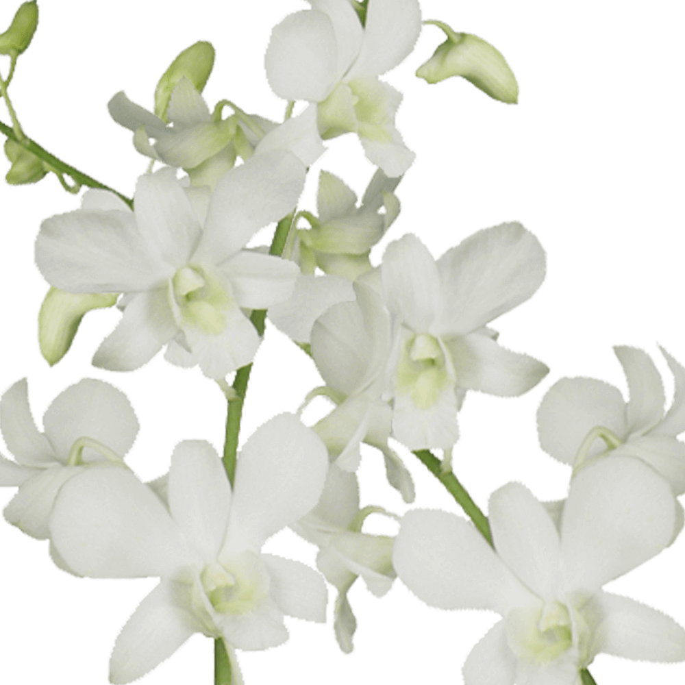 White Dendrobium Orchids Bunches – Fresh Cut Flowers