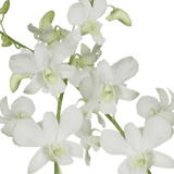 White Dendrobium Orchids Bunches – Fresh Cut Flowers