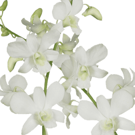 White Dendrobium Orchids Bunches – Fresh Cut Flowers