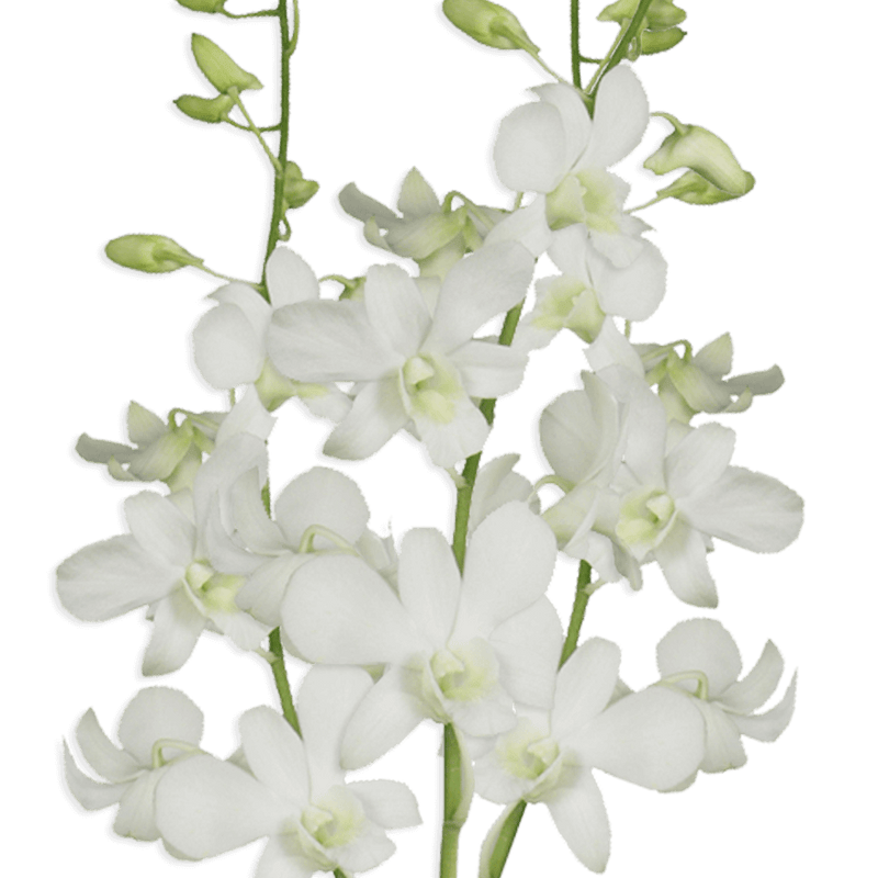 White Dendrobium Orchids Bunches – Fresh Cut Flowers