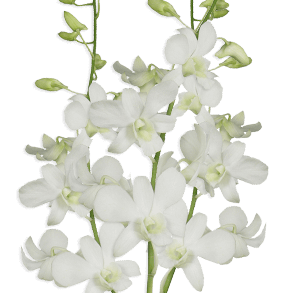 White Dendrobium Orchids Bunches – Fresh Cut Flowers