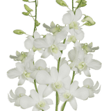 White Dendrobium Orchids Bunches – Fresh Cut Flowers