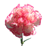 Bi-Color Carnations – Fresh Flower Bouquets
