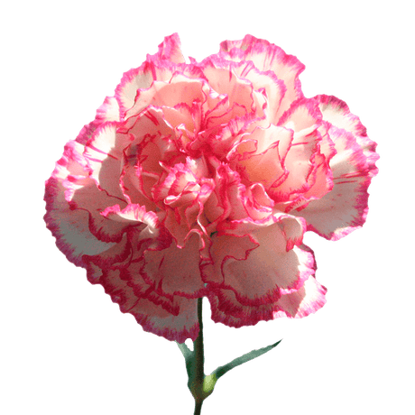 Bi-Color Carnations – Fresh Flower Bouquets