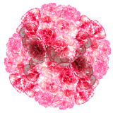 Bi-Color Carnations – Fresh Flower Bouquets