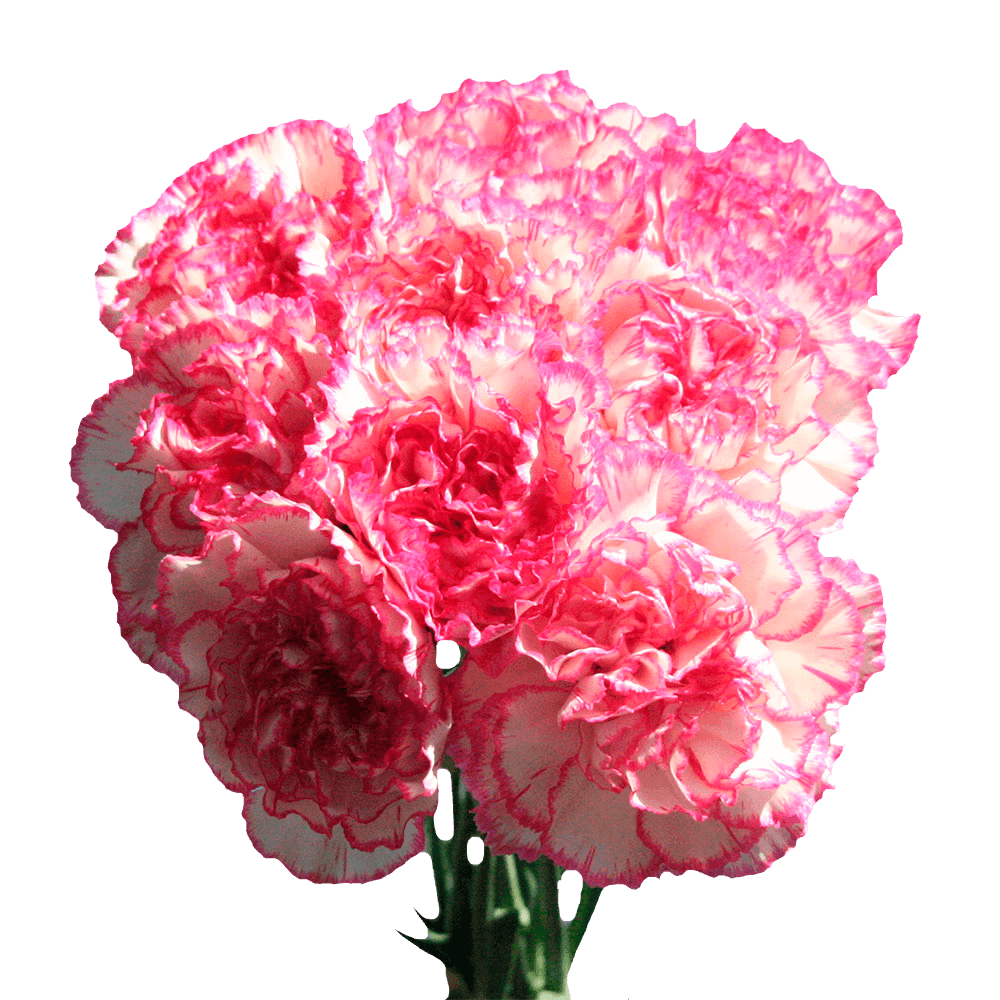 Bi-Color Carnations – Fresh Flower Bouquets