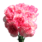Bi-Color Carnations – Fresh Flower Bouquets