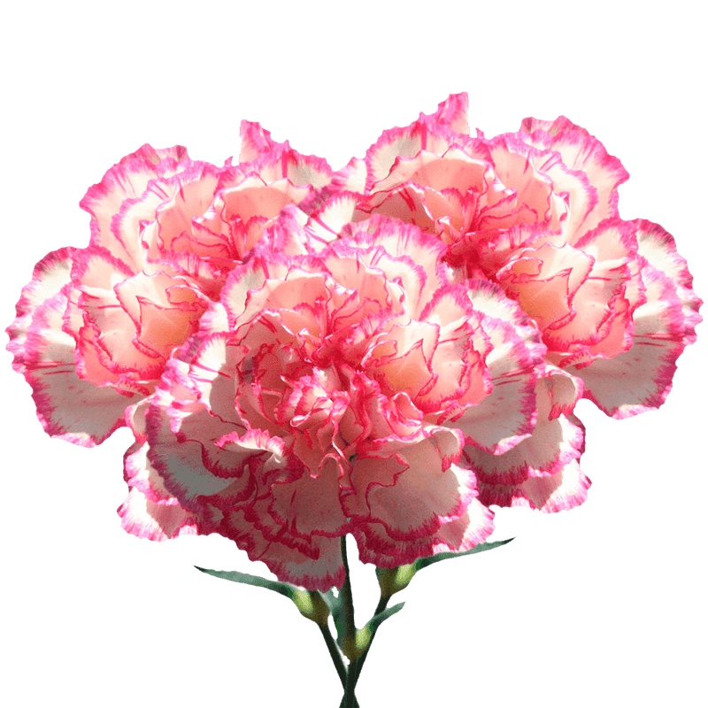 Bi-Color Carnations – Fresh Flower Bouquets