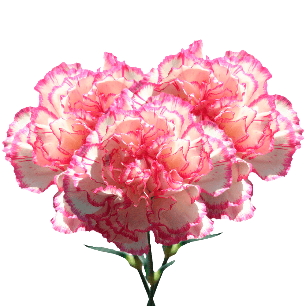 Bi-Color Carnations – Fresh Flower Bouquets